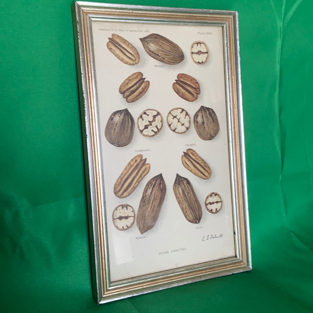 Pecan varieties framed artwork